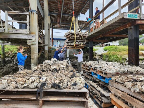 Georgia Southern students and Georgia Department of Natural Resources personnel load pallets full of oyster shells onto a barge at Halfmoon Marina in Midway, Ga. (Photo Courtesy of Emily Jones/WABE)