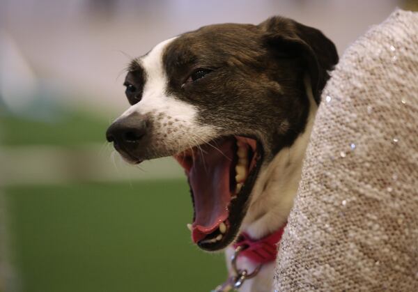 <> on February 6, 2014 in New York City. NEW YORK, NY - FEBRUARY 06: Hailey, a Boston Terrier Beagle, yawns at a media event ahead of the 138th Westminster Kennel Club Dog Show on February 6, 2014 at Madison Square Garden in New York City. The Mixed Breed category brings non-purebred dogs to the event for the first time since the earliest days of the show. This is the first year for the Masters Agility Championship at Westminster, which will be held this Saturday at Pier 94 in New York, ahead of the big event - the annual Westminster Dog Show. (Photo by John Moore/Getty Images)