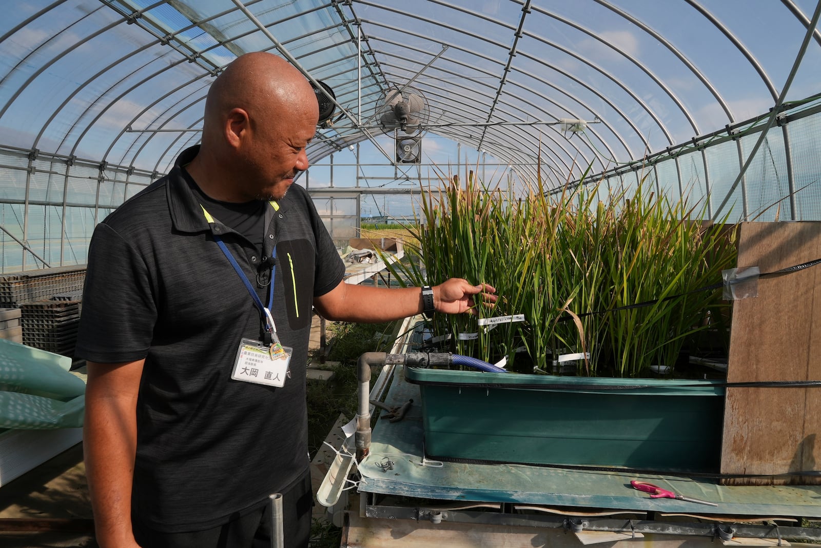 Naoto Ohoka, who manages rice breeding at Saitama's Agricultural Technology Research Centre, shows seedlings used to breed new varieties in Kumagaya, Japan on Sept. 26, 2024. (AP Photo/Ayaka McGill)