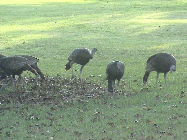 Joe Harley shared this photo of wild turkeys that he took in his backyard at his second home near Florence, SC.