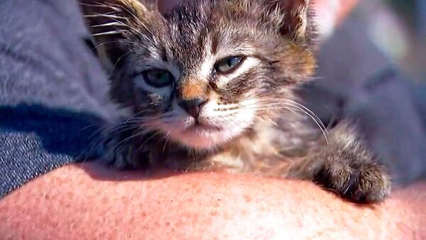 This photo provided by Fox 12 Oregon shows a small kitten that was recently found glued to a busy road near Silverton, Ore. The kitten, who is expected to make a full recovery after a visit to the veterinarian, has found a new home with his rescuer, Chuck Hawley, whose wife named the kitten "Sticky."