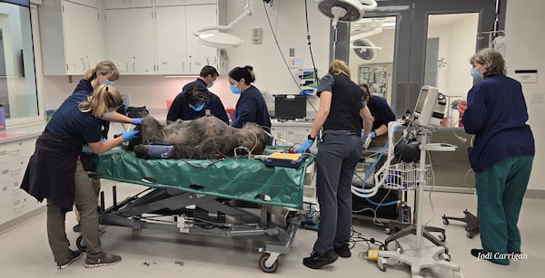 Zoo Atlanta's veterinarians and partners conduct a preventative exam on western lowland gorilla Kuchi in the zoo's new animal care center. Kuchi is 40 years old. She gained attention in 2005 as the first gorilla in human care to rear twins independently. (Zoo Atlanta).