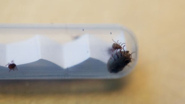 Ticks are placed in a container to be analyzed at GREFA hospital on March 16, 2017 in Majadahonda, near Madrid, Spain. (Photo by Pablo Blazquez Dominguez/Getty Images)