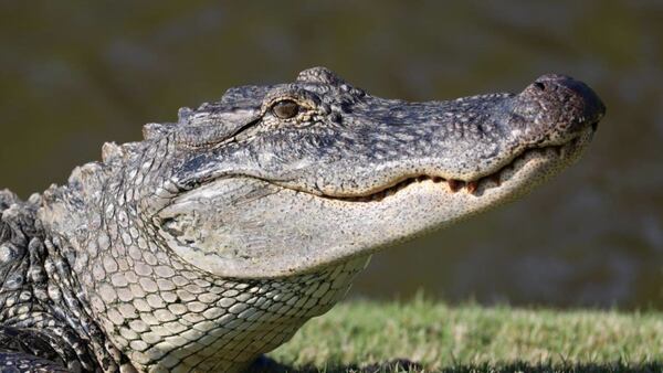 Alliigators were seen surrounding a decomposed body in a Florida lake Thursday morning.