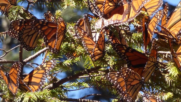 Monarch butterfly populations have been on the decline, but swarms of the colorful insects can still be found in certain parts of Mexico. (Terri Colby/Chicago Tribune/TNS)