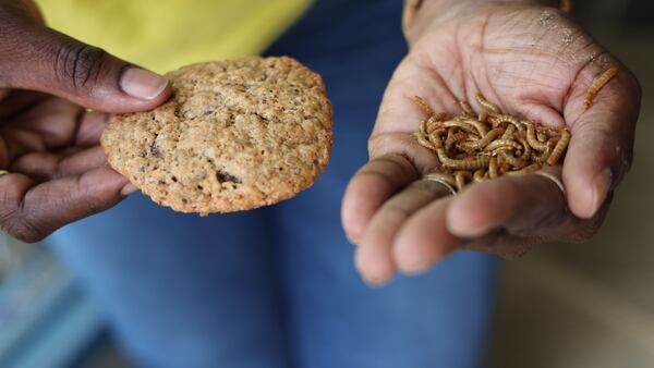 Atlanta, Monday March 7, 2022- Akissi Stokes carries a handful of what might be the food the future. Her start-up, WunderGrubs, markets the larvae of darkling beetles, also called mealworms, as a high-protein food for people. Roasted and ground into powder, the larvae can boost the nutrition in cookies, pancakes and other baked goods. (That's a WunderGrubs cookie in her other hand.)(Tyson A. Horne / tyson.horne@ajc.com)
