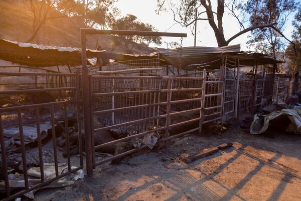 SYLMAR, CA - DECEMBER 06: (EDITORS NOTE: Image depicts death.) Dead horses lie in stalls at Rancho Padilla where 29 horses and numerous other animals were killed in the Creek Fire on December 6, 2017 near Sylmar, California. Strong Santa Ana winds are pushing multiple wildfires across the region, expanding across tens of thousands of acres and destroying hundreds of homes and structures.  (Photo by David McNew/Getty Images)