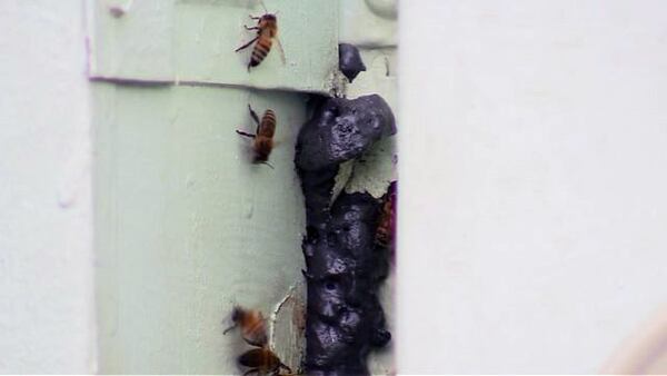 A man was hospitalized Monday after he was stung more than 100 times by bees as he tried to save his dog from the attack.