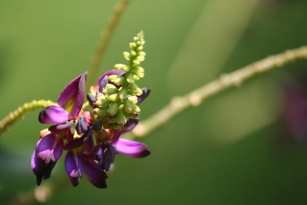 In the late summertime, kudzu vines flower small purple blossoms, which can be used to flavor jellies, jams, syrups and more.