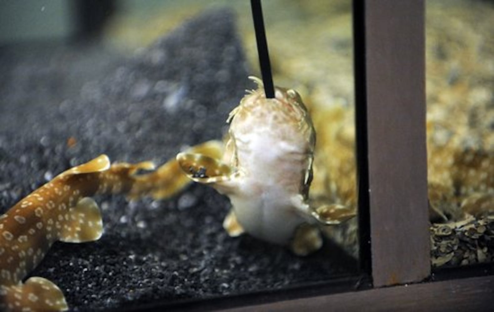 Wobbegong shark pups