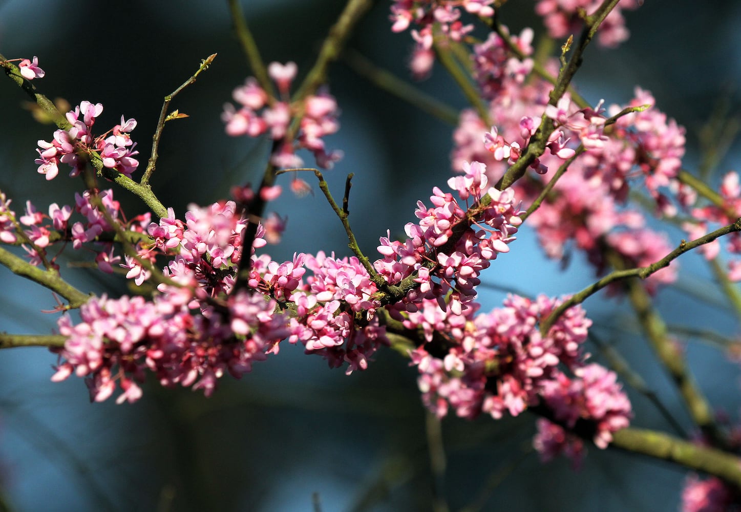 Augusta National Golf Club, which was originally built on the former 365-acre Fruitland Nurseries, is full of blooming flowers.