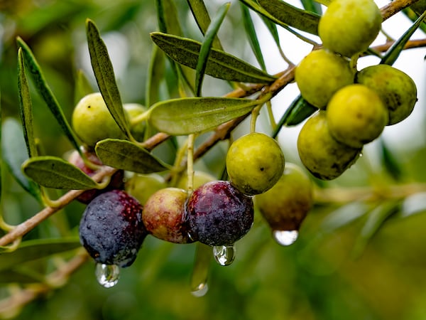 Each olive is harvested individually by hand before being sent to be pressed into oil. Courtesy of Woodpecker Trail Olive Farm