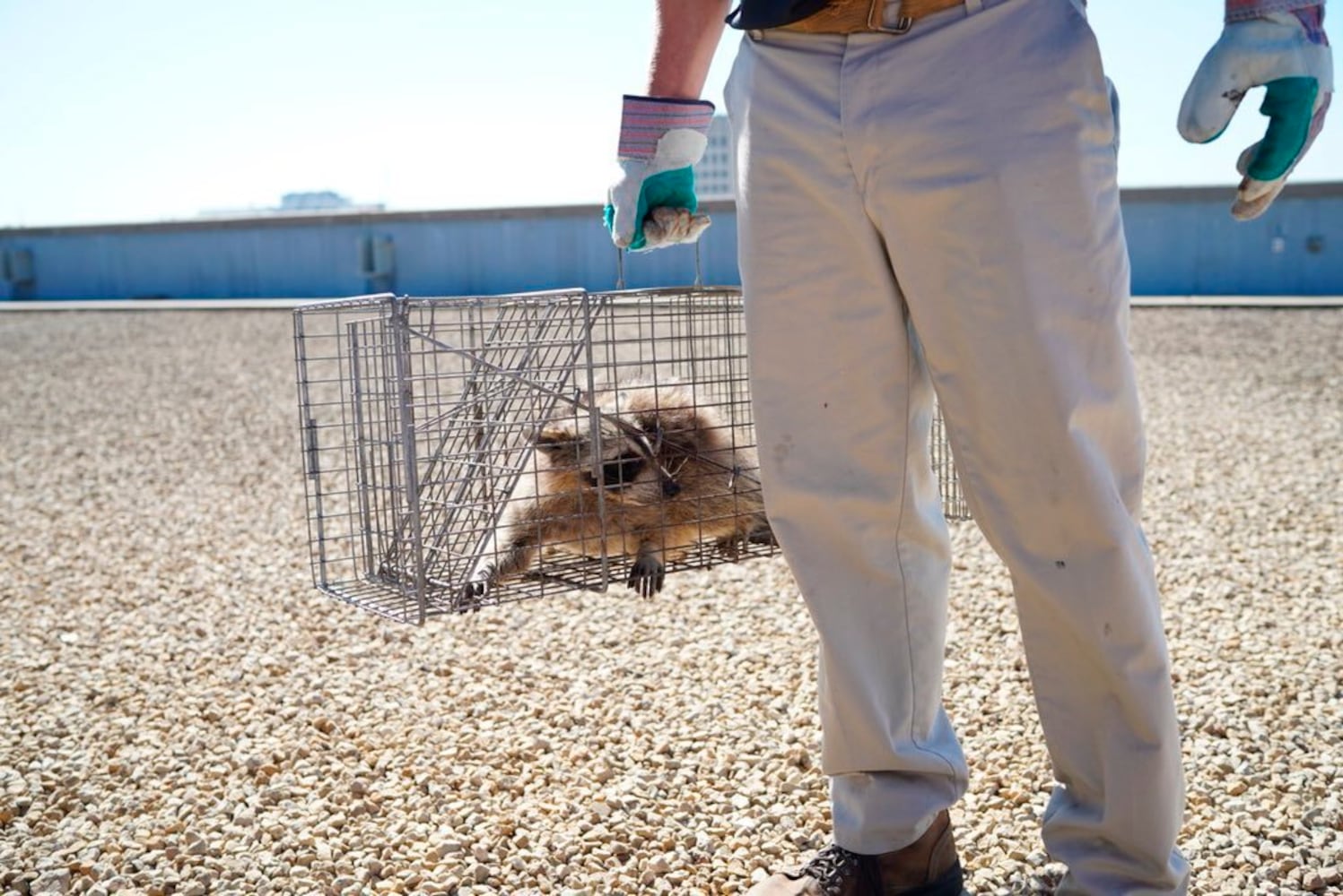 Photos: Raccoon climbs to the top of Minnesota skyscraper, captivates nation