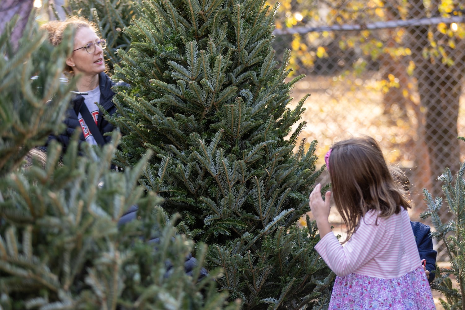 Christmas Tree Outlook