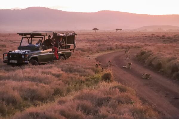 A lioness and her cubs are seen next to a tourist van during the annual wildlife count at Lewa Wildlife Conservancy, Northern Kenya, Thursday, Feb. 27, 2025. (AP Photo/Andrew Kasuku)