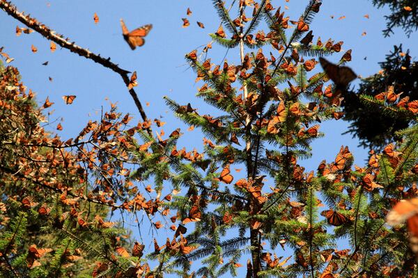 During "WildWoods: AGLOW," guests will have the opportunity to watch "Flight of the Butterflies” in the Fernbank Museum's giant-screen theater. The captivating documentary follows the monarch butterfly’s migration from Canada across the U.S. to Mexico. Courtesy of SK Films