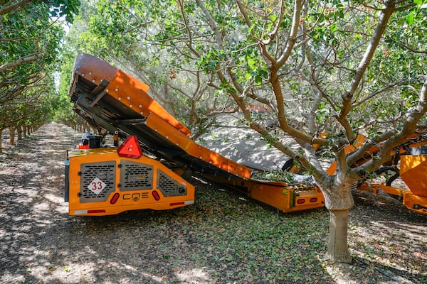 Wonderful Orchards uses two machines to shake pistachio trees during harvest at the Wonderful Pistachios & Almonds orchard in Lost Hills, Calif., on Friday, Oct. 25, 2024. (AP Photo/Damian Dovarganes)