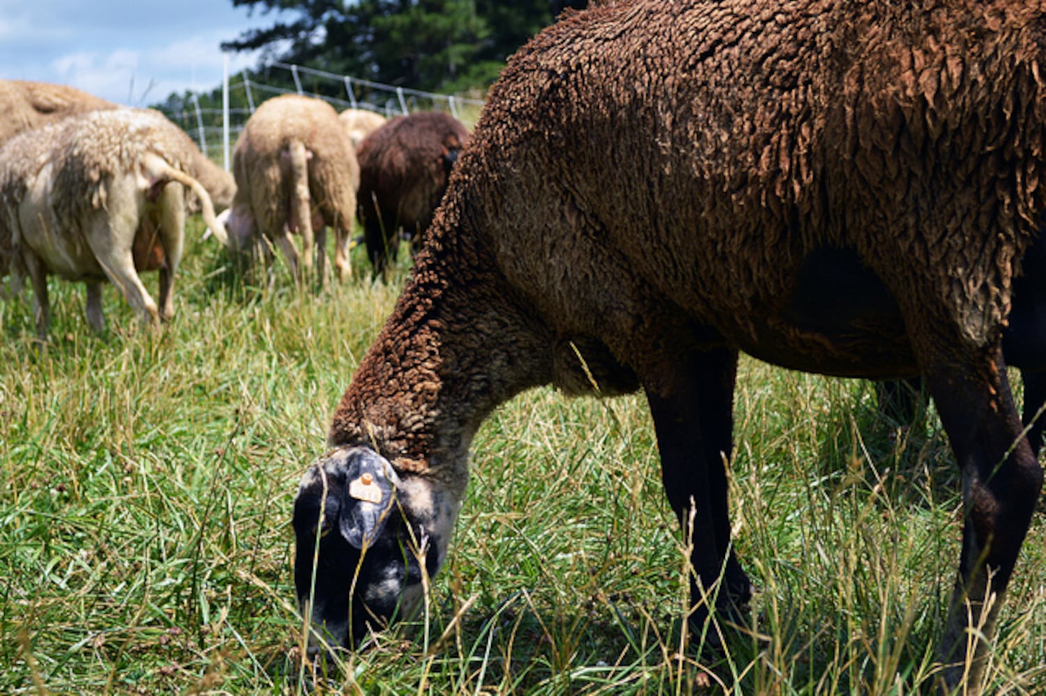 Taking a tour of Many Fold Farm