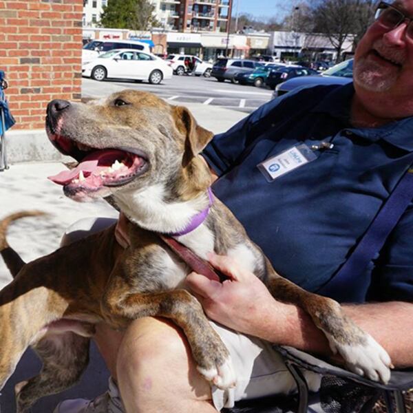 Darwin is one of the staff picks from Lifeline Animal Project in DeKalb County.