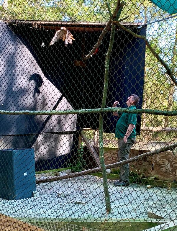 Scott Lange, executive director of AWARE Wildlife Center, watches an injured red-tailed hawk take wing above in a flight enclosure. The center, in Stonecrest on land that is part of the Davidson-Arabia Mountain Nature Preserve, has had to limit the number of new "patients" it can serve due to pandemic-related cutbacks.  
Photo credit: Howard Pousner for The Atlanta Journal-Constitution