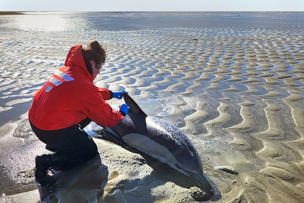 In this image provided by the International Fund for Animal Welfare, a stranded dolphin is attended to near Skaket Beach, Orleans, Nov. 9, 2024, in Orleans, Mass. An unprecedentedly bad year for beached dolphins on Cape Cod might have to do with warming waters changing the availability of the animals' food, said scientists hoping to curb the strandings. (International Fund for Animal Welfare via AP)