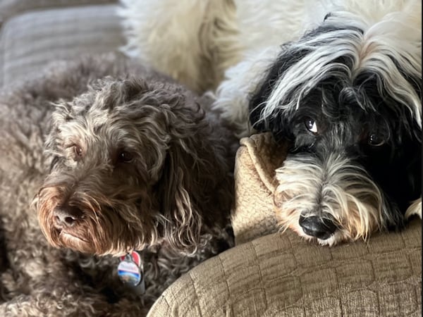 Quincy (left) and Charlie Davidson (right) keep an eye Georgia politics. Quincy has died since the photo was taken.