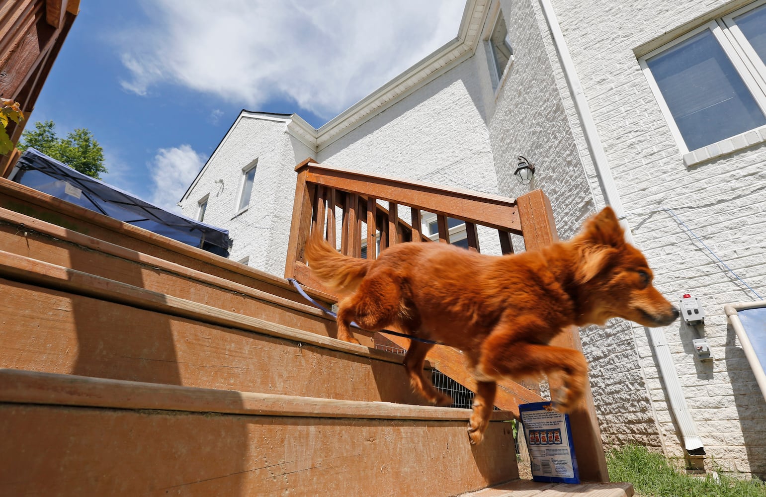 Former Bad Newz Kennels now a refuge for dogs