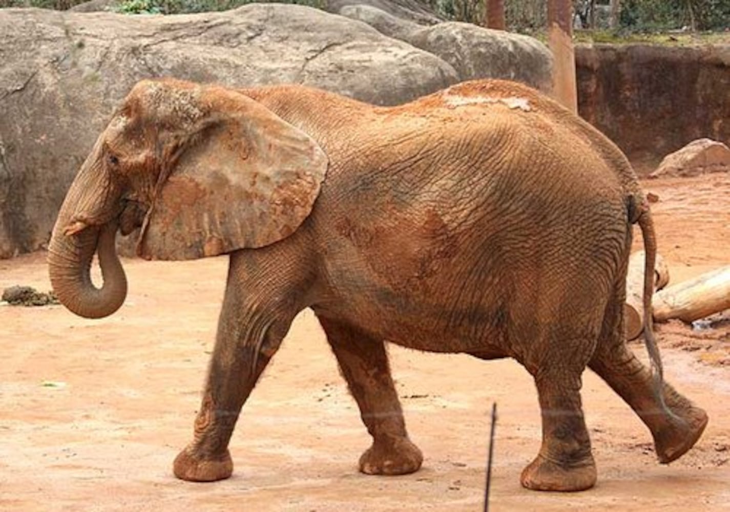 Zoo Atlanta prepares for baby elephant's arrival