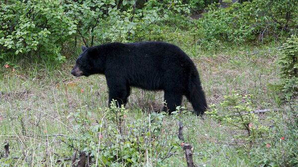 A 600-pound black bear (not pictured) was killed when it was hit by a car on a North Carolina highway. (Image cropped to fit website dimensions.)