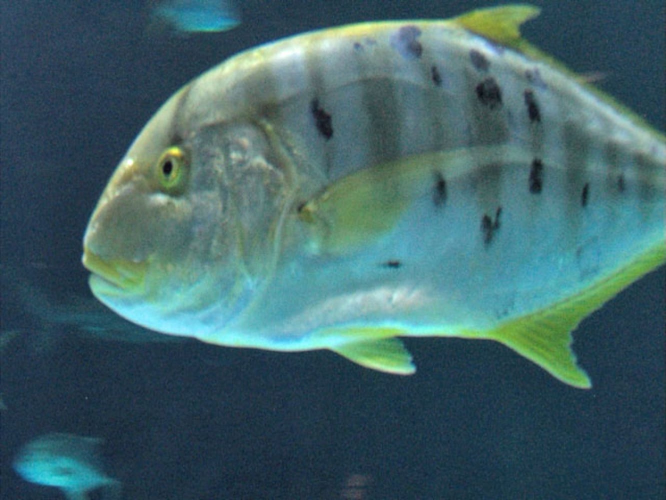 Eye-To-Eye With Sharks At Point Defiance Zoo & Aquarium