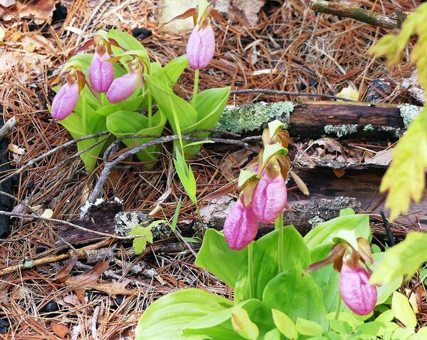 Pink lady’s slippers are starting to make a comeback in Mulky Gap in the Chattahoochee National Forest, two years after a "prescribed fire" took a toll on their numbers. (Charles Seabrook for The Atlanta Journal-Constitution)