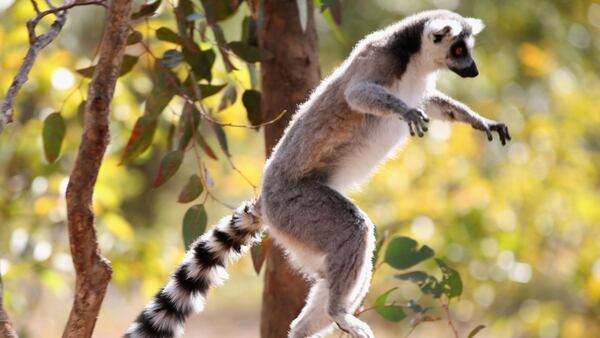 FILE PHOTO: A lemur jumps from a tree in Antananarivo, Madagascar.  (Photo by David Rogers/Getty Images)