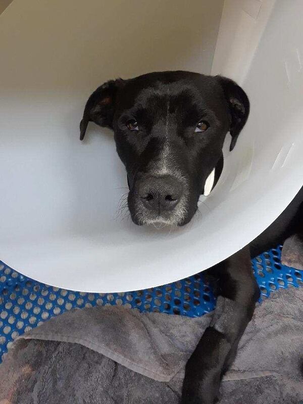 Sheldon, a black Lab, had likely been hit by a car, dislocating both hips, when he was found in South Georgia. An animal control officer brought Sheldon to metro Atlanta, where a nonprofit group called “Surgeons for Strays” performed his first of two surgeries. 