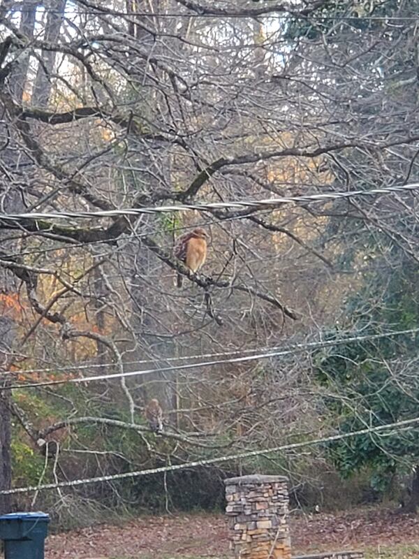 Shawonna Gaither shared this photo of a "regular visitor" to her yard in Oxford, 
Ga.