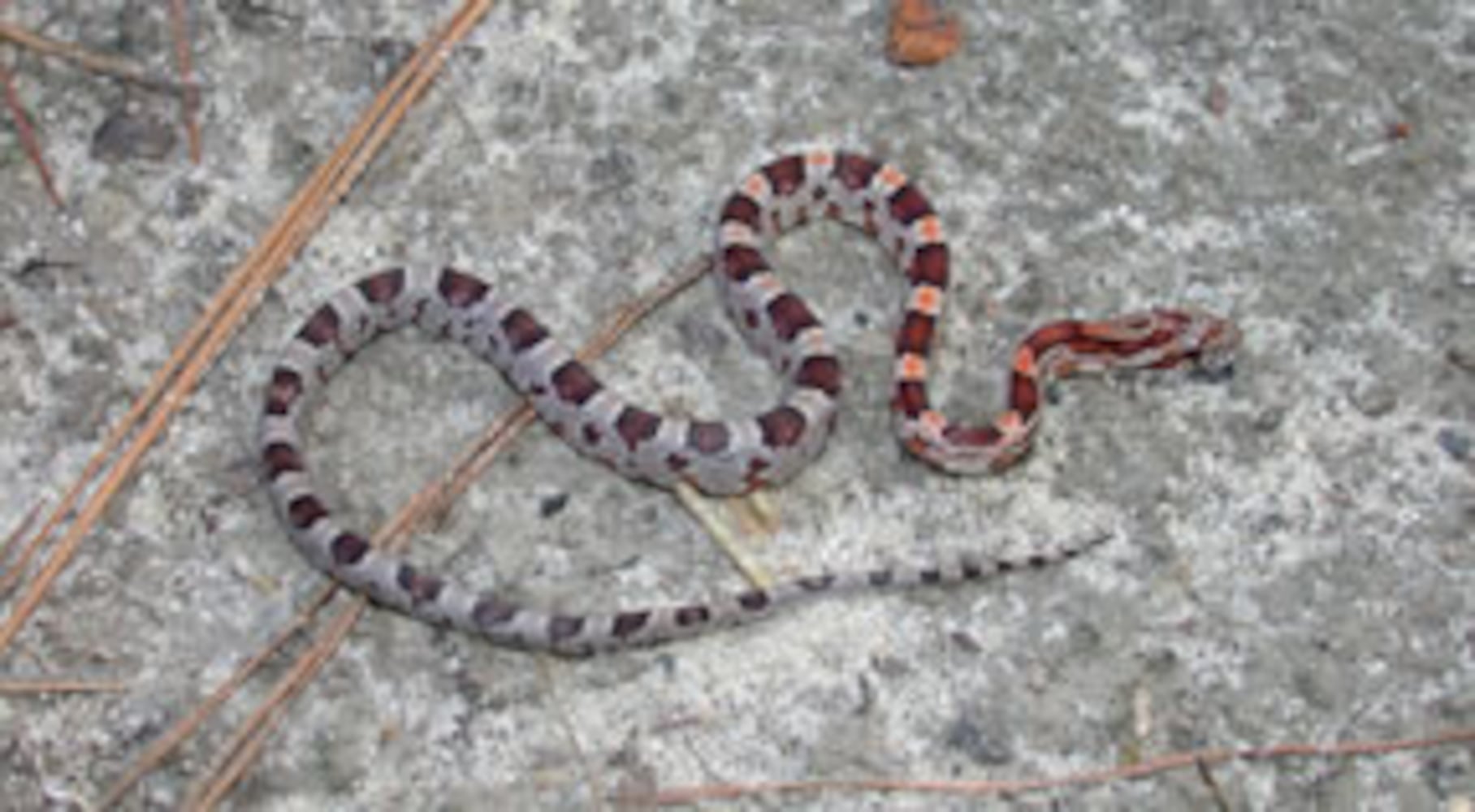 Georgia non-venomous snakes