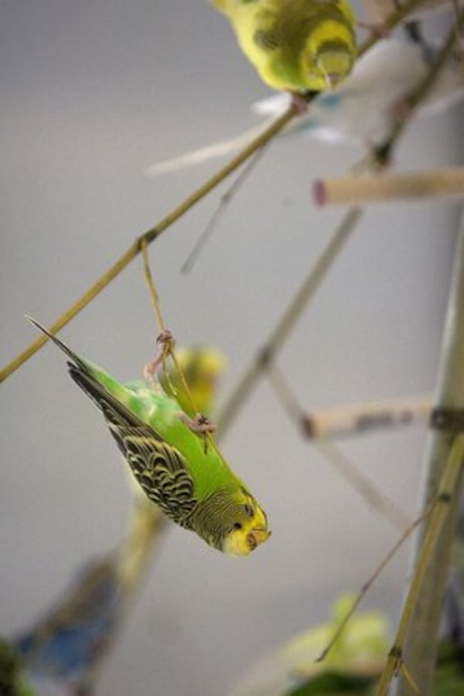 Zoo Atlanta's new aviary