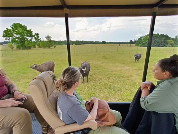 Asian water buffalo are one of many grassland species you'll see on the guided safari tour at the Georgia Safari Conservation Park. Courtesy of Blake Guthrie