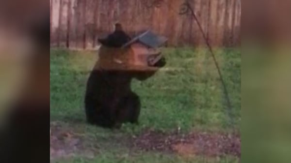 A Florida homeowner caught a black bear on video eating out of a bird feeder in her yard.