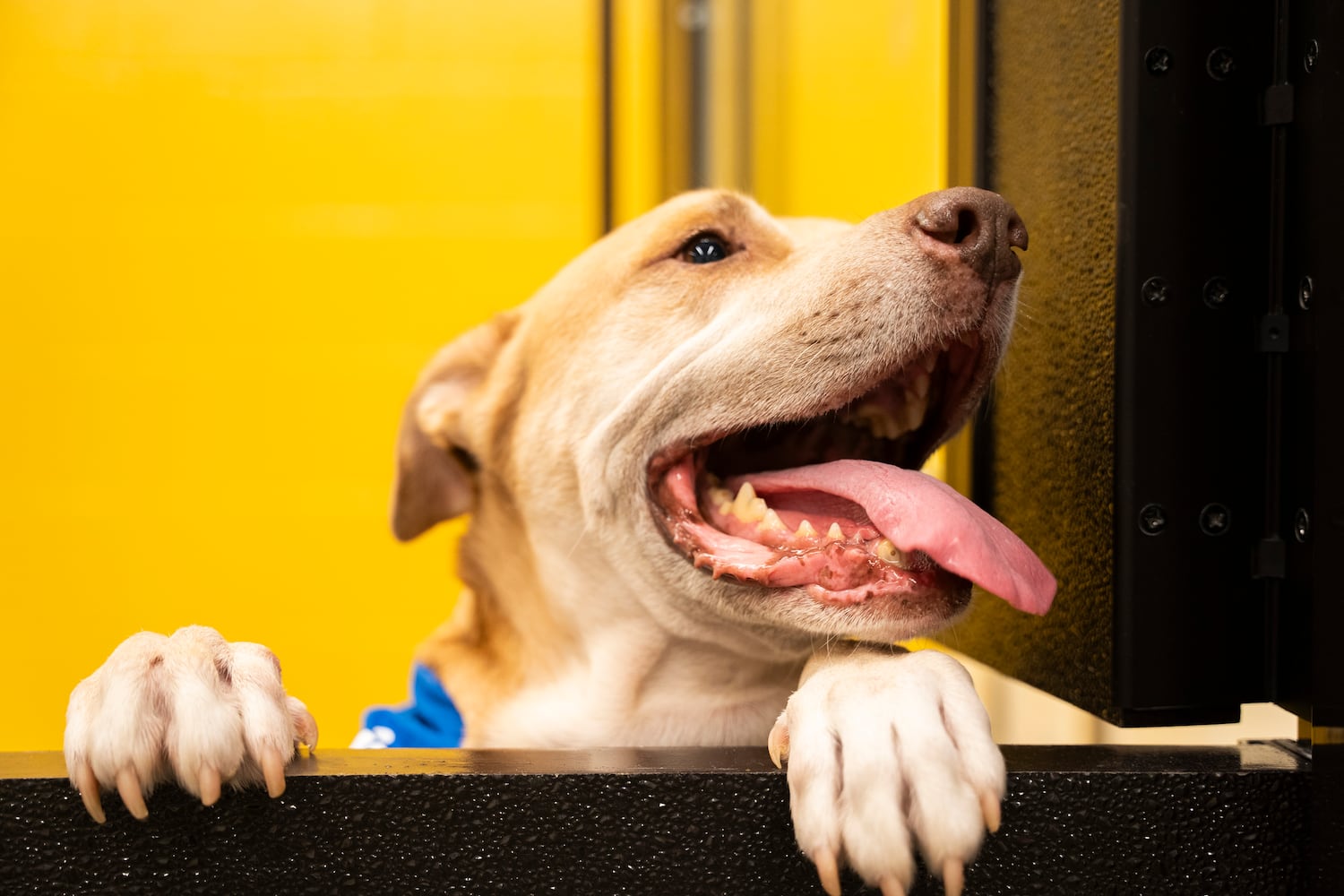 New Fulton County Animal Shelter Opens 