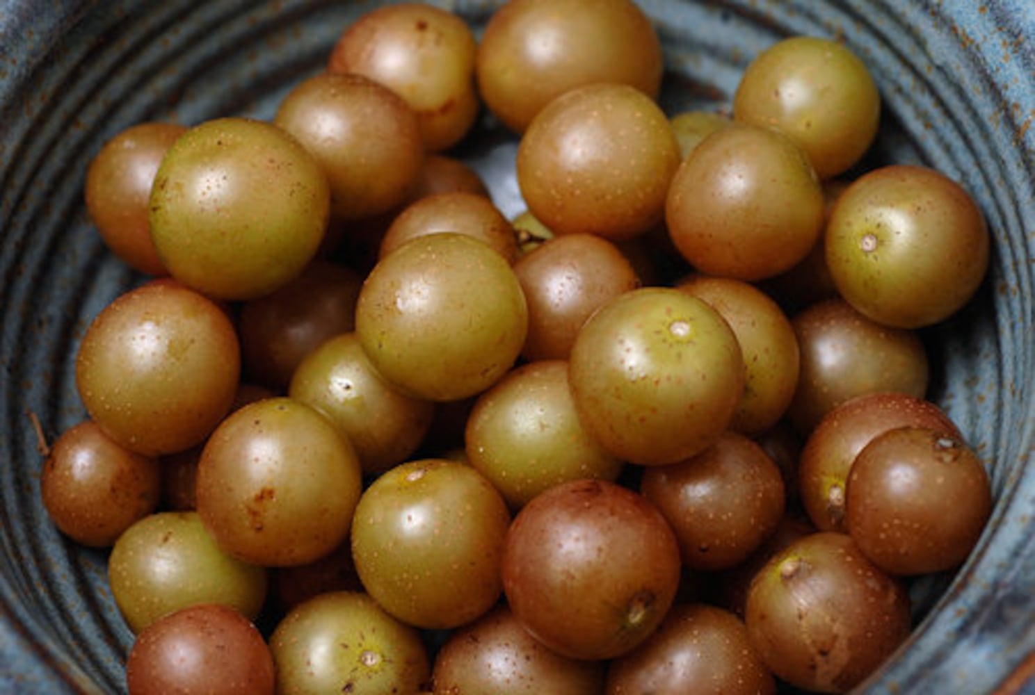 Muscadines in season