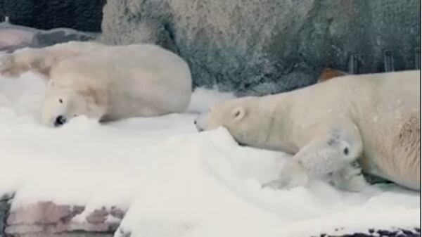 Polar bears enjoy their winter wonderland! Image: San Diego Zoo