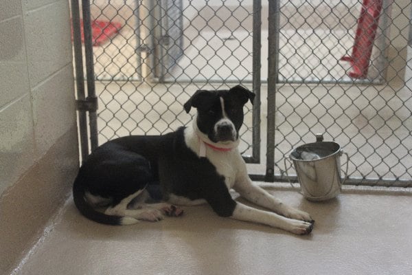 Photos courtesy Gwinnett County animal shelter.