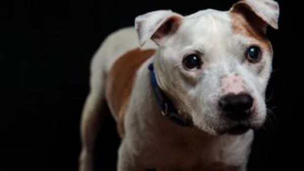 A white pit bull attacked a man who was relaxing with his family in Central Park on Wednesday morning.

Jack Taylor/Getty Images