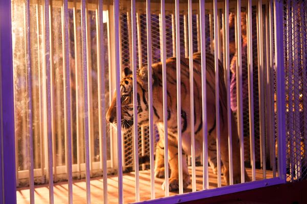 A live tiger is rolled into Tiger Stadium before an NCAA college football game between LSU and Alabama in Baton Rouge, La., Saturday, Nov. 9, 2024. (AP Photo/Gerald Herbert)