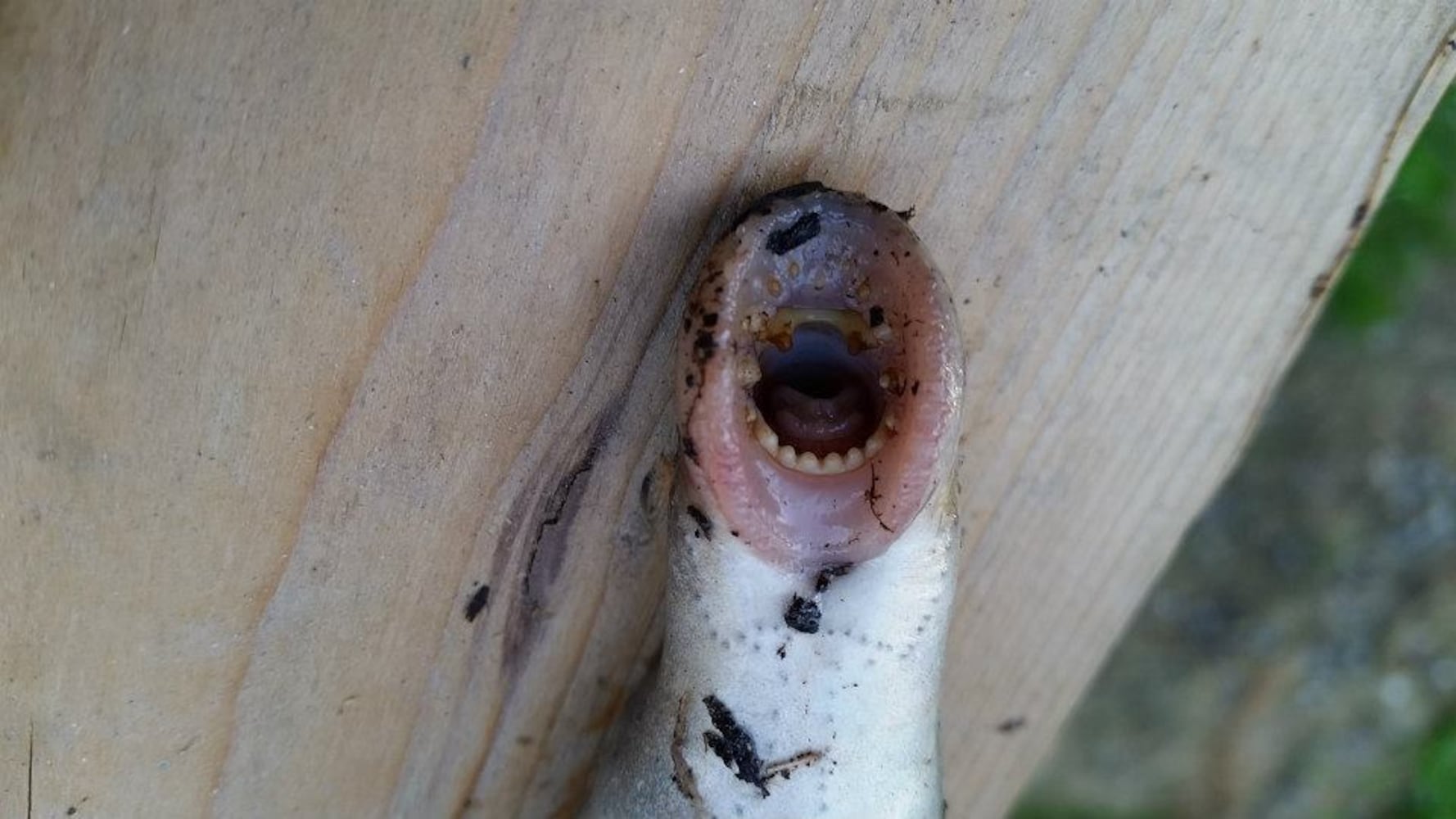 PHOTOS: Terrifying 'vampire fish' falling from the sky in Alaska