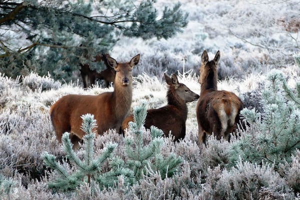 Researchers are concerned that so-called 'zombie deer' disease could spread to humans through the food supply, although there's been no recorded cases so far.