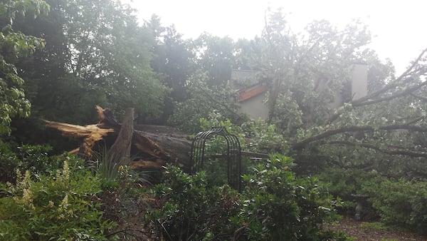 A huge oak tree fell in someone's yard in east Cobb County at 25 Ancient Oak Court. (Credit: Channel 2 Action News)