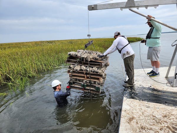 Georgia Southern professor John Carroll (right) and graduate students Zach Czoer (left) and Wil Atencio place pallets of oyster shells along the shoreline of the North Newport River in Coastal Georgia. They're building a reef that baby oysters can latch onto, and that will stabilize the shore to allow the marsh to expand. (Photo Courtesy of Emily Jones/WABE)