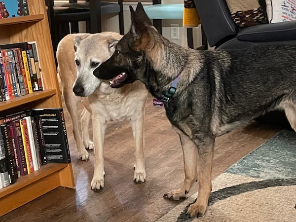 Duke and Cujo Outwater call Jeremiah and Bel Outwater their people. Bel is the  manager of the Auburn Public Library in Auburn, Ga. (Courtesy photo)