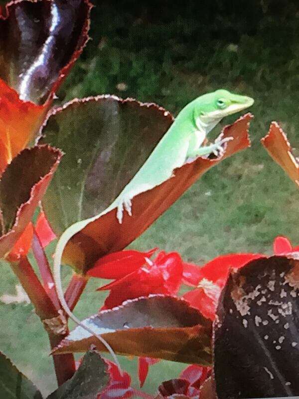 Robert Nitishin of Canton shared this photo of a lizard living on his deck plant.